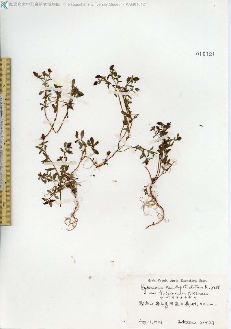 Hypericum kiusianum var. kiusianum photo 4