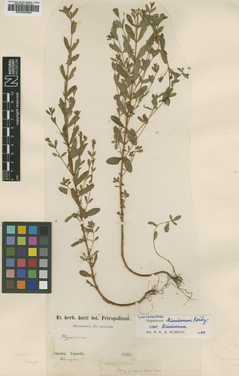 Hypericum kiusianum var. kiusianum photo 5