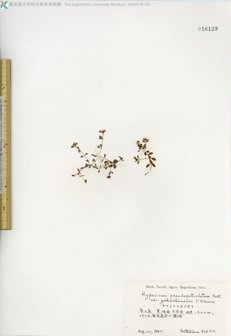 Hypericum kiusianum var. yakusimense