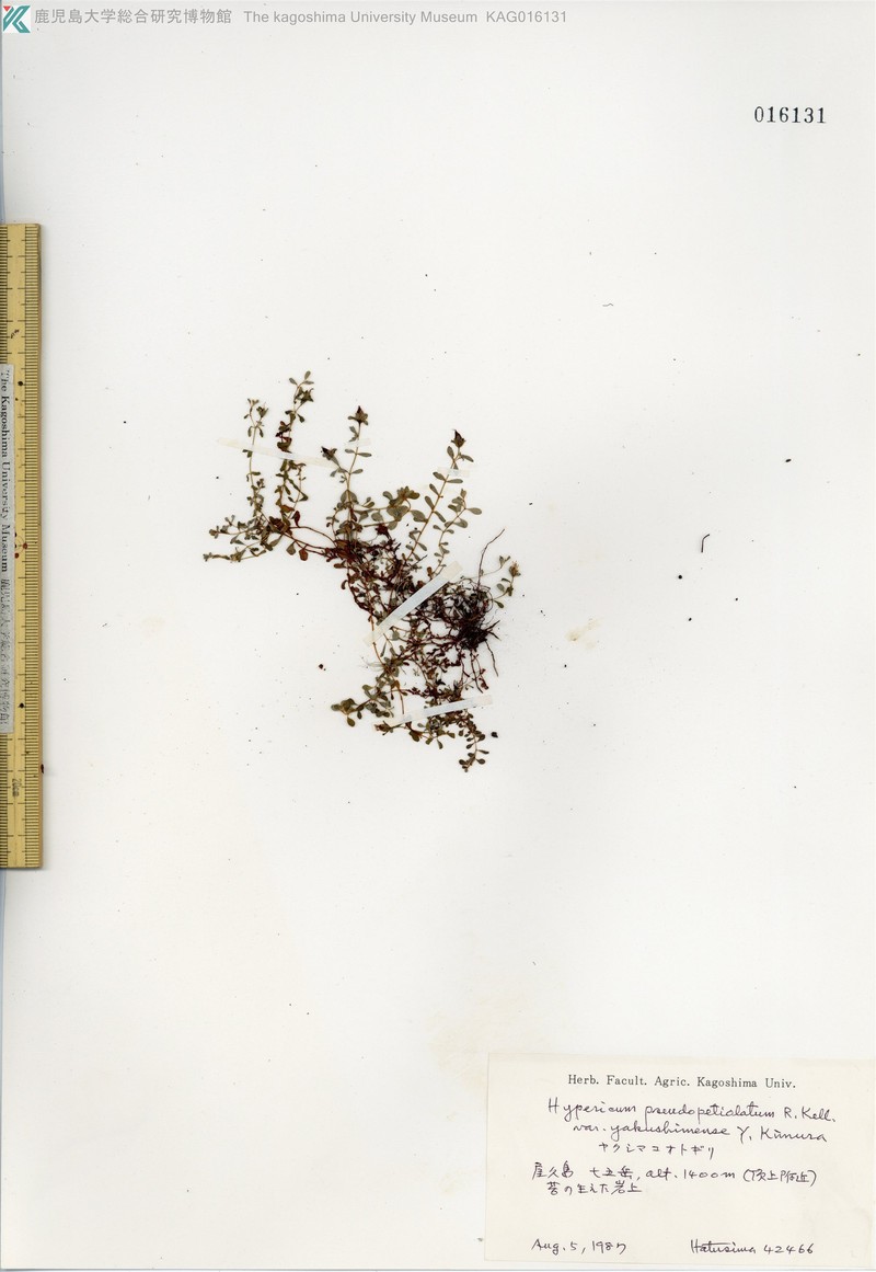 Hypericum kiusianum var. yakusimense photo 2