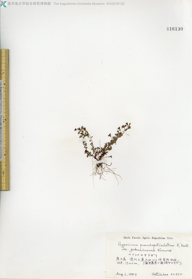 Hypericum kiusianum var. yakusimense photo 3