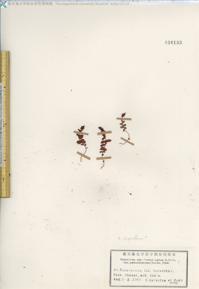 Hypericum kiusianum var. yakusimense photo 5