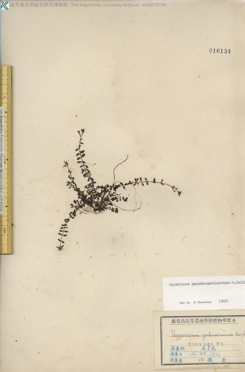 Hypericum kiusianum var. yakusimense photo 7