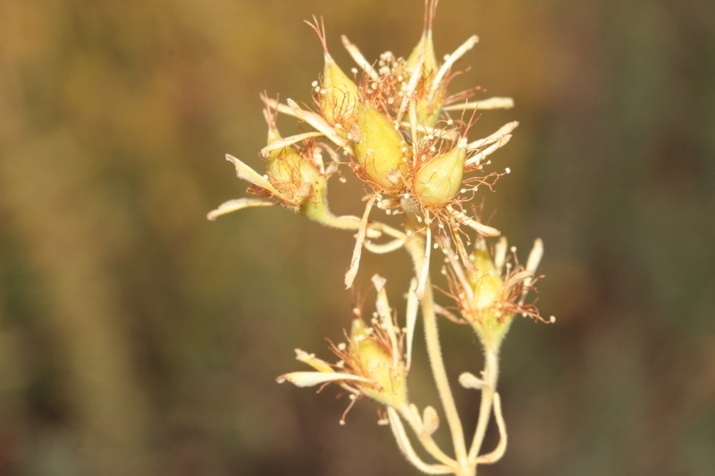 Hypericum kotschyanum photo 2