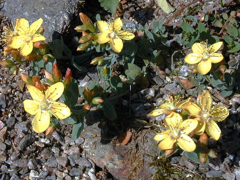 Hypericum kotschyanum