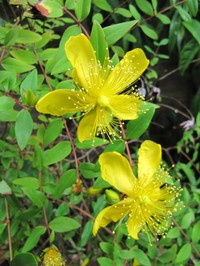 Hypericum kouytchense