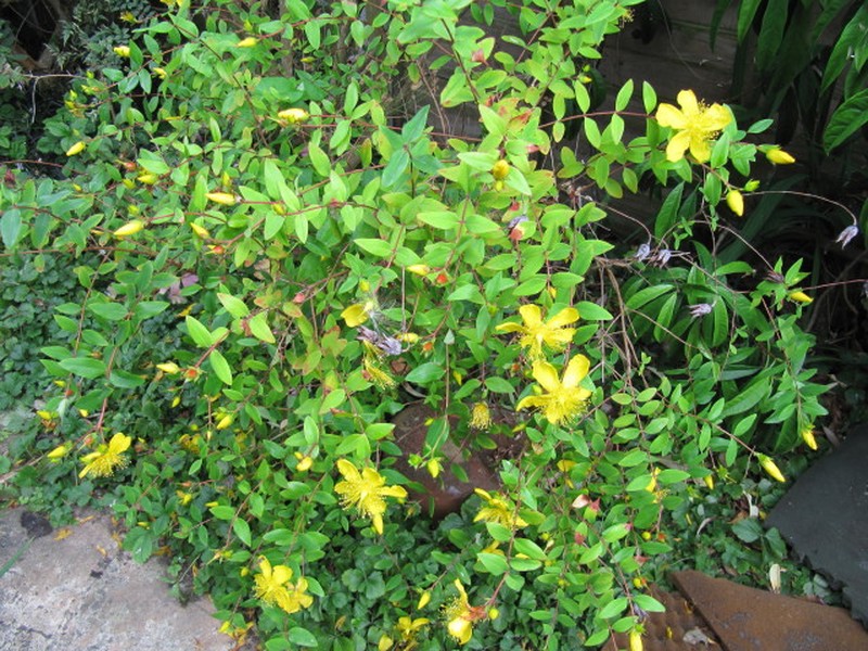 Hypericum kouytchense photo 2