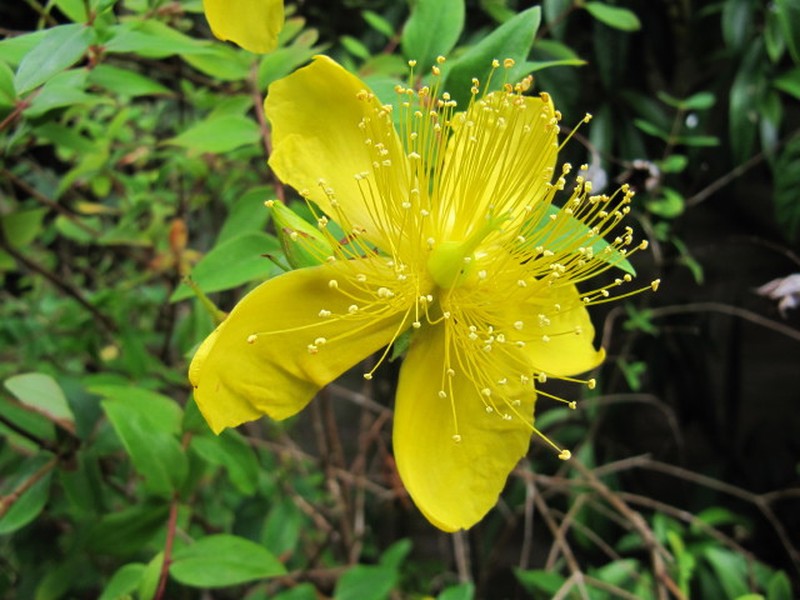 Hypericum kouytchense photo 3