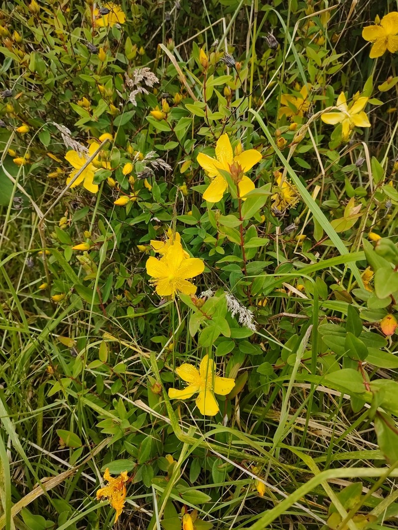 Hypericum kouytchense photo 4