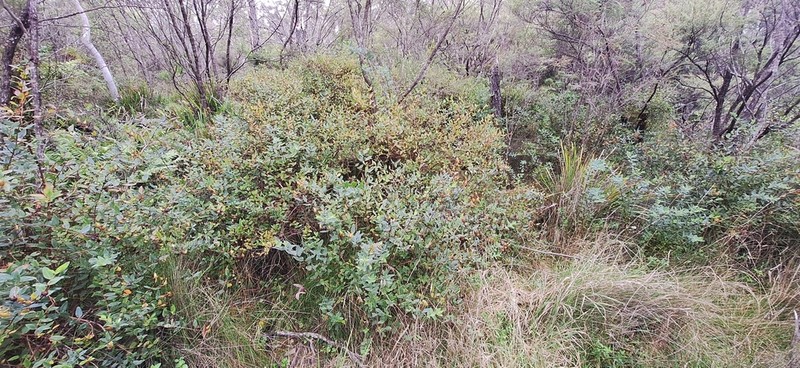 Hypericum kouytchense photo 5