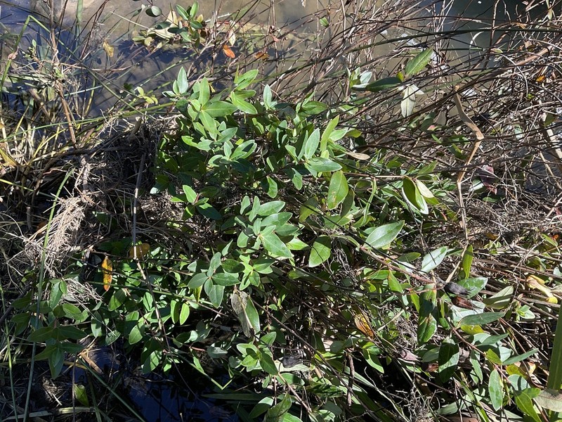 Hypericum kouytchense photo 6