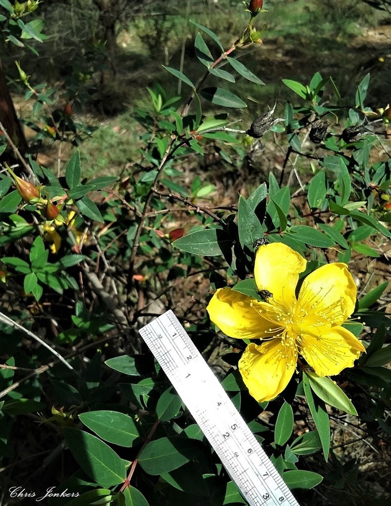 Hypericum kouytchense photo 7
