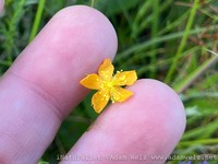 Hypericum lalandii