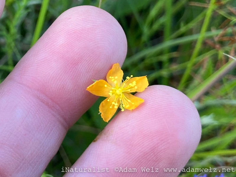 Hypericum lalandii