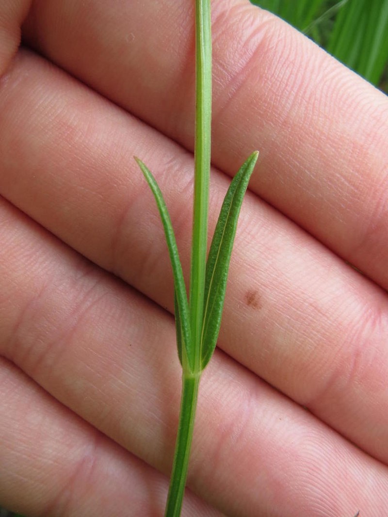 Hypericum lalandii photo 2