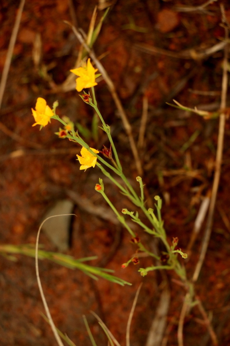 Hypericum lalandii photo 3