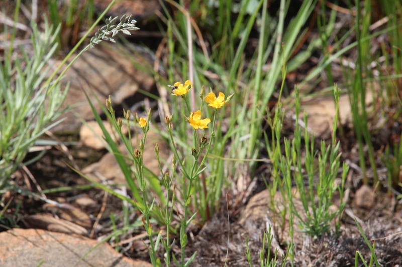Hypericum lalandii photo 4