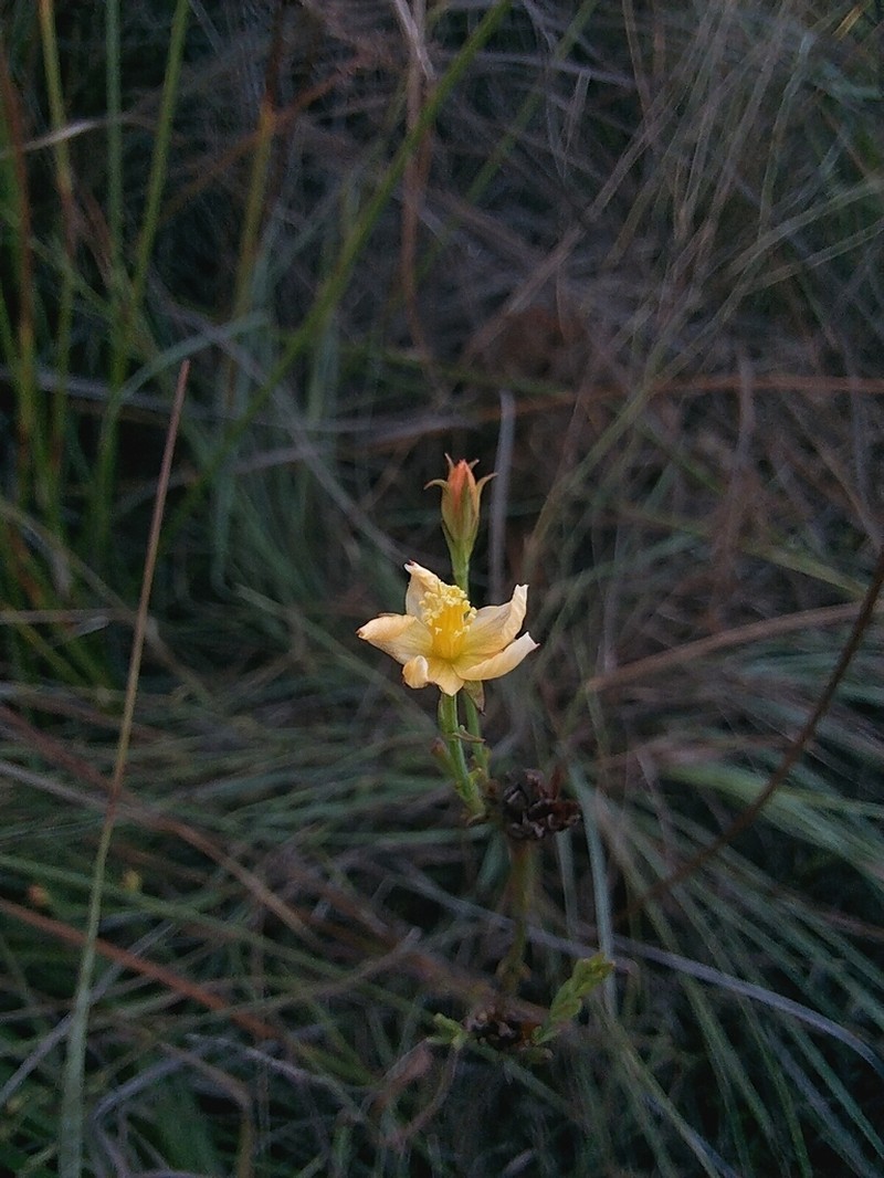 Hypericum lalandii photo 5