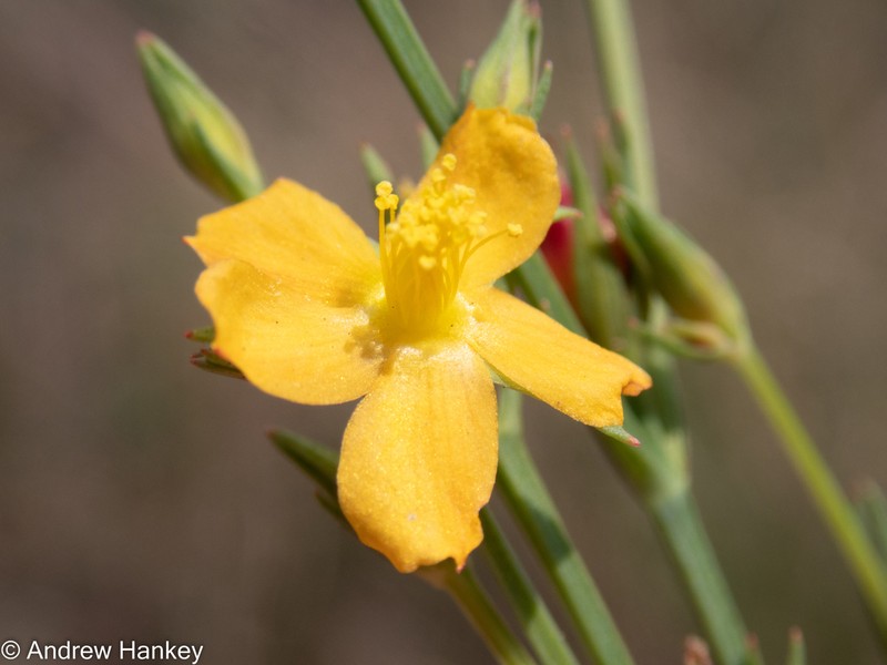 Hypericum lalandii photo 6