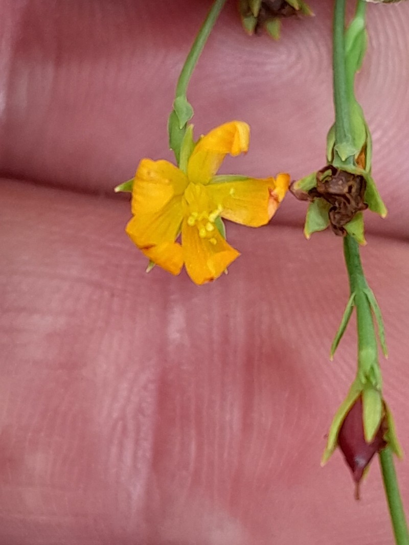 Hypericum lalandii photo 7