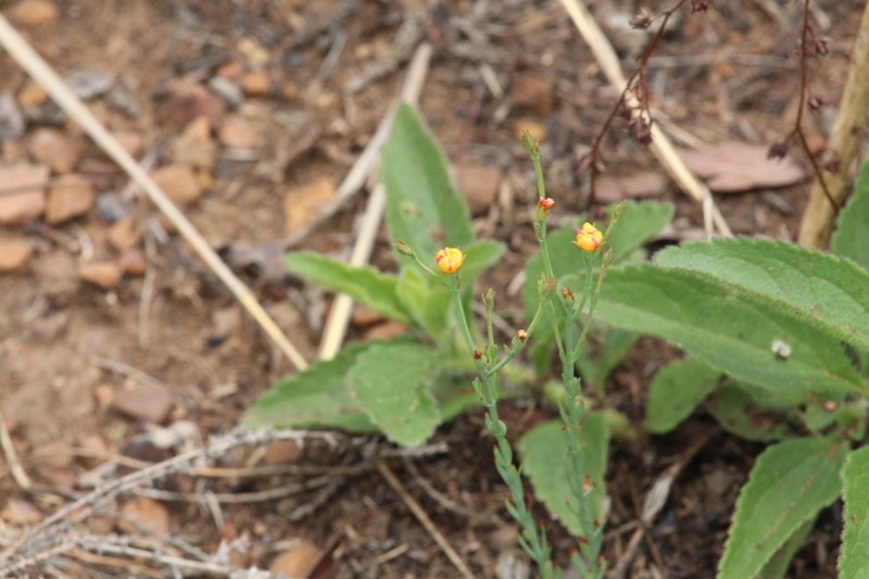Hypericum lalandii photo 8