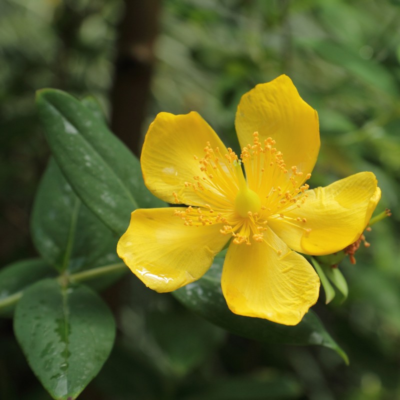 Hypericum lancasteri