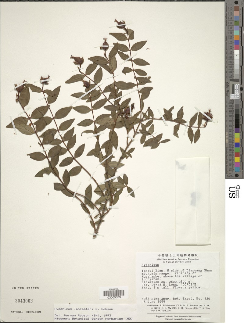 Hypericum lancasteri photo 2