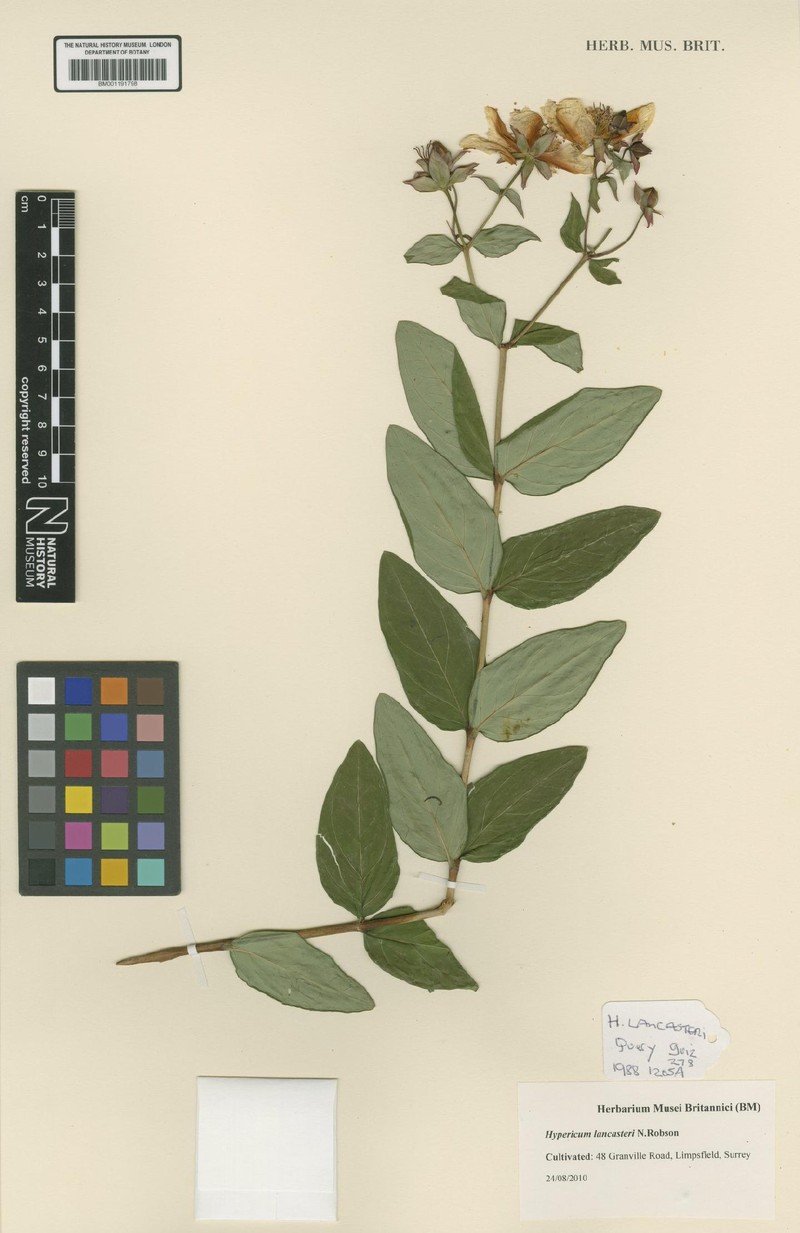 Hypericum lancasteri photo 3