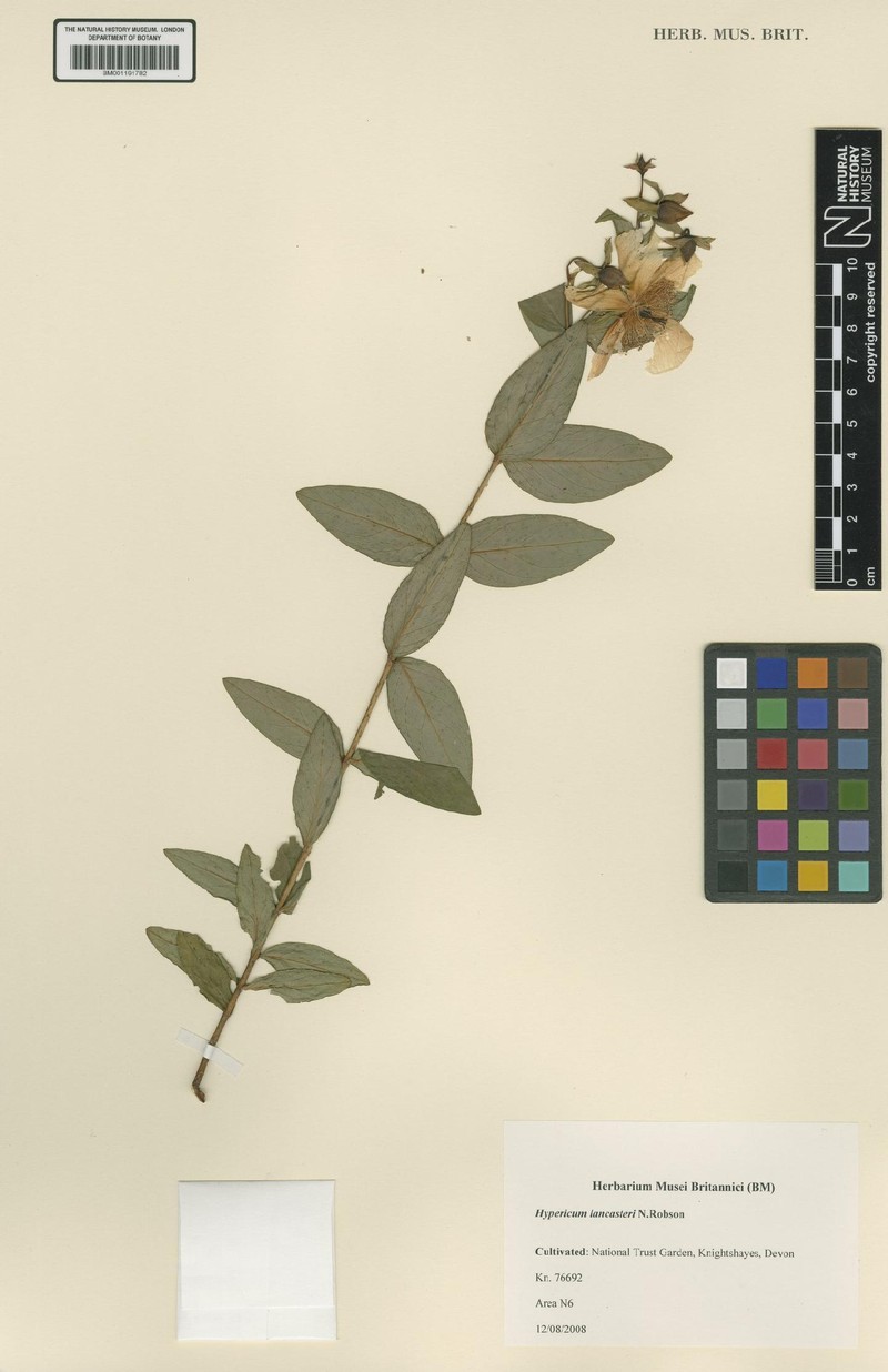 Hypericum lancasteri photo 4