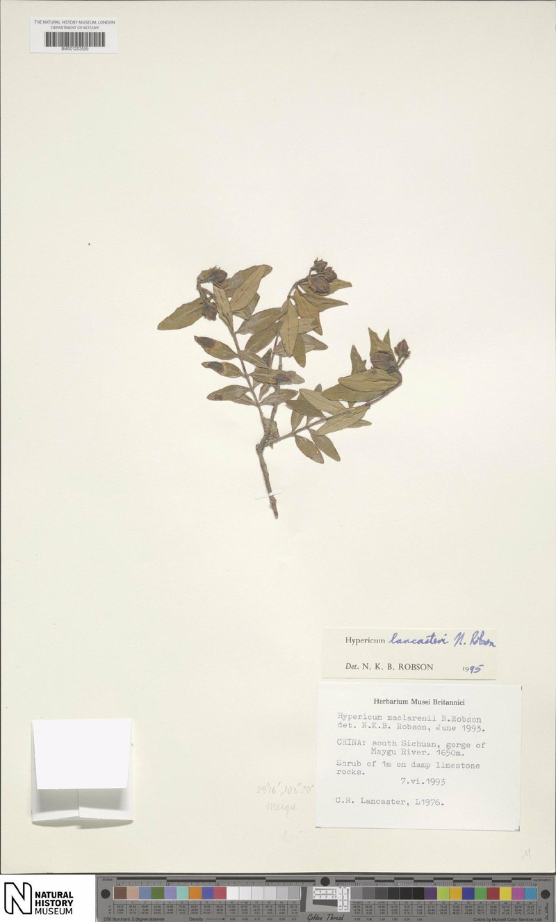 Hypericum lancasteri photo 5