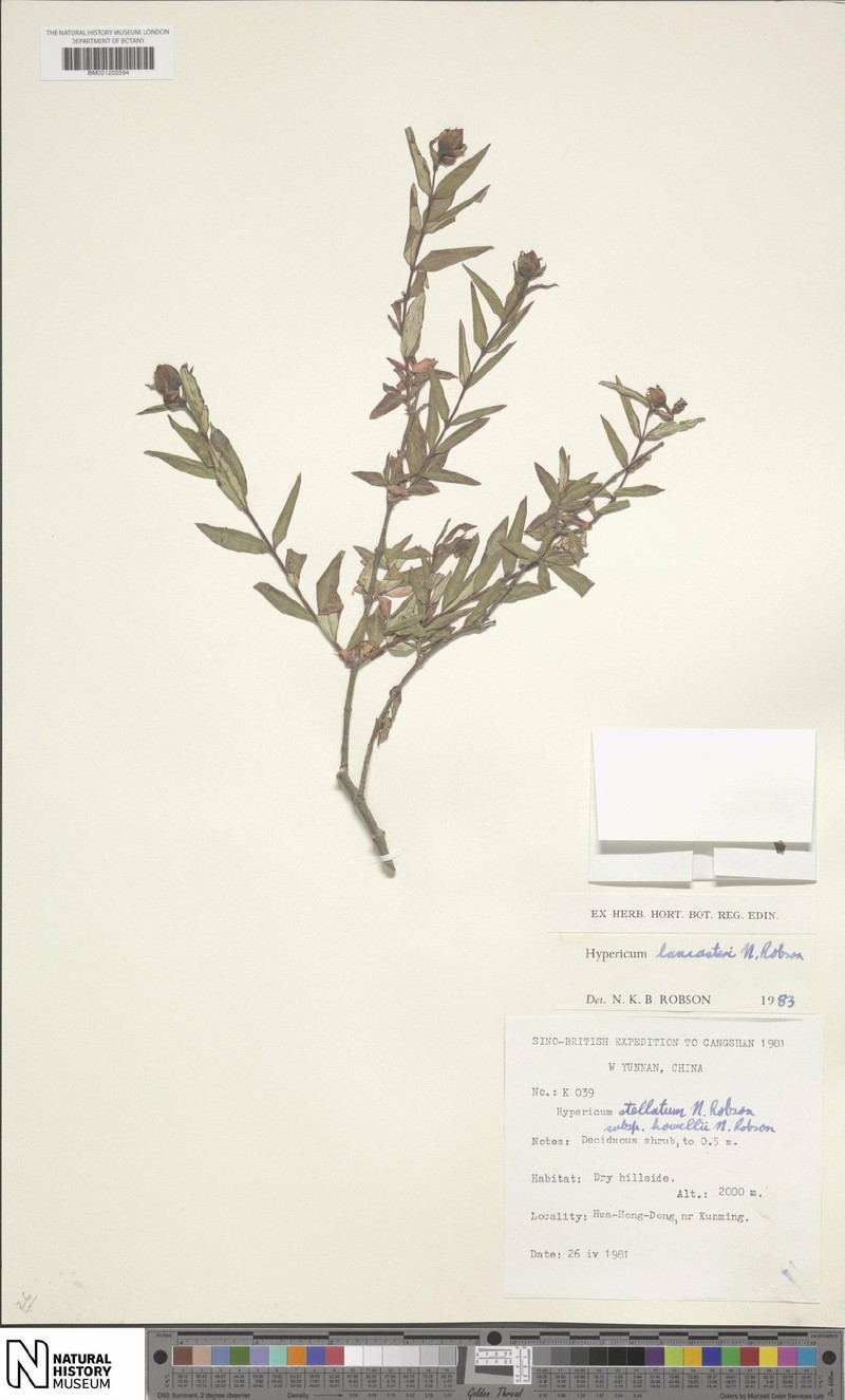 Hypericum lancasteri photo 6