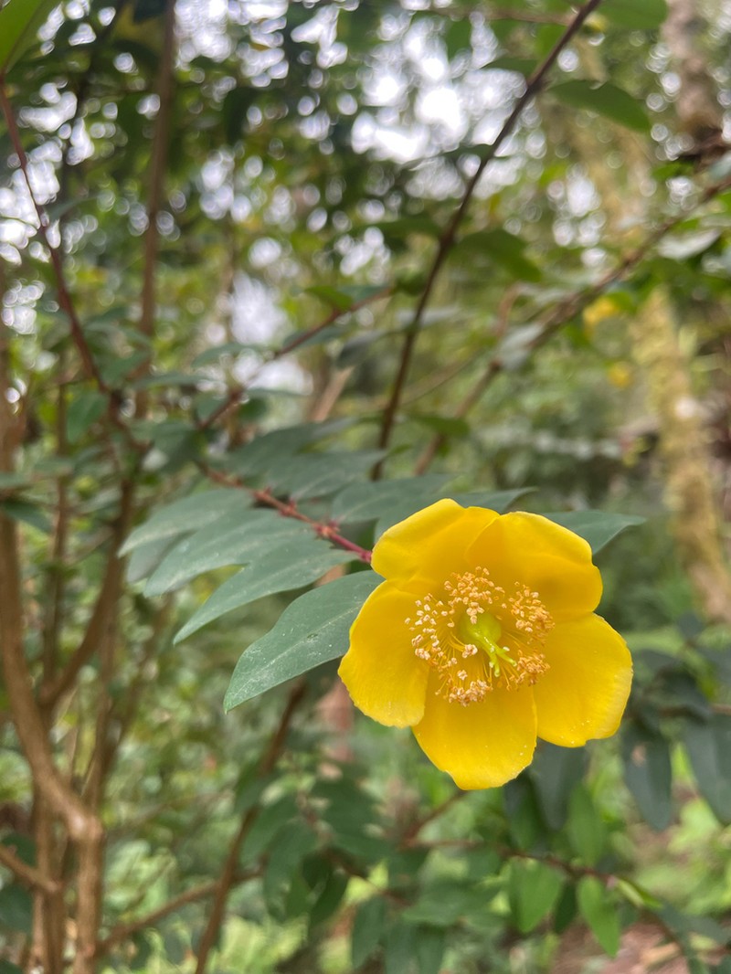 Hypericum lanceolatum