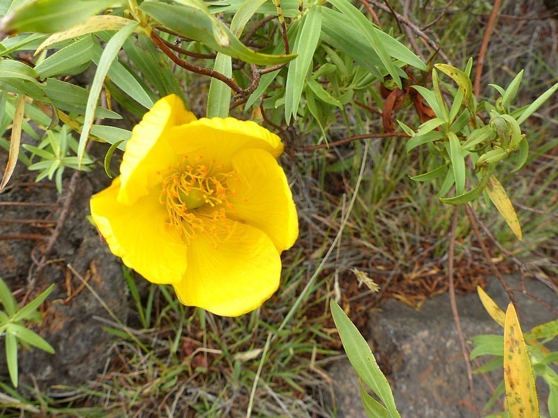 Hypericum lanceolatum photo 2