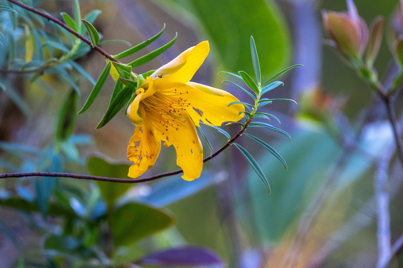 Hypericum lanceolatum photo 3