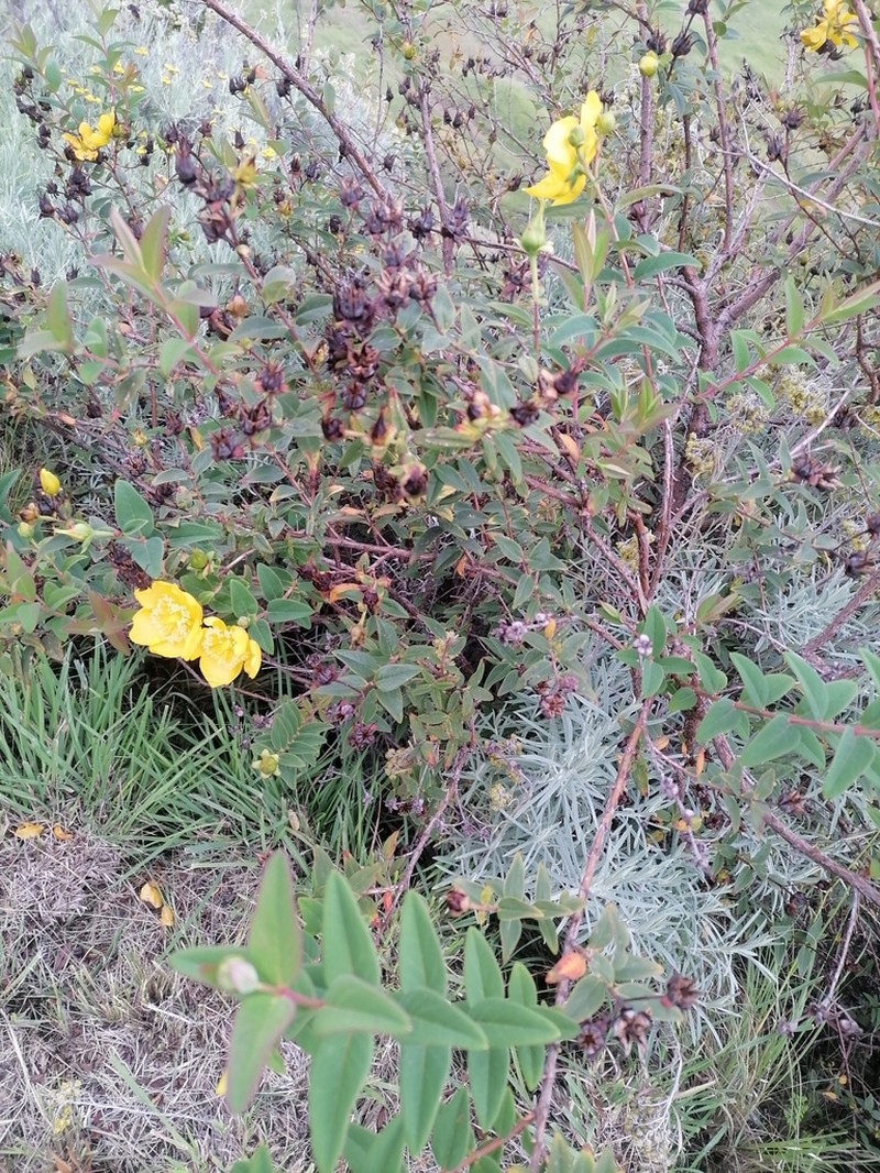 Hypericum lanceolatum photo 4