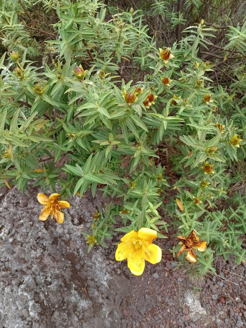 Hypericum lanceolatum photo 5