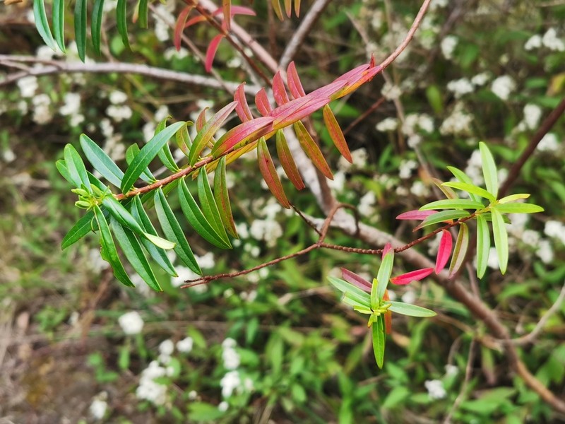 Hypericum lanceolatum photo 6