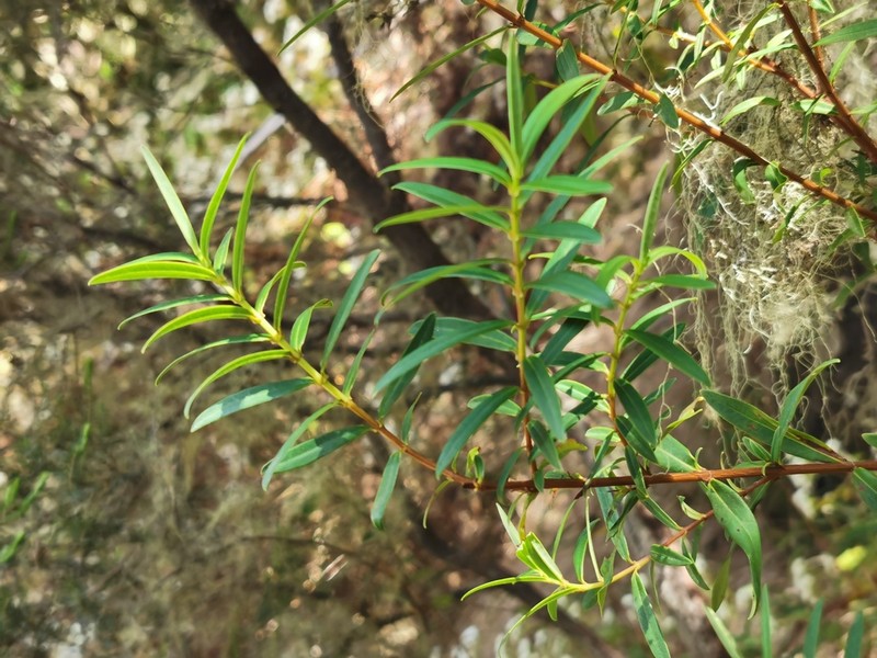 Hypericum lanceolatum photo 7
