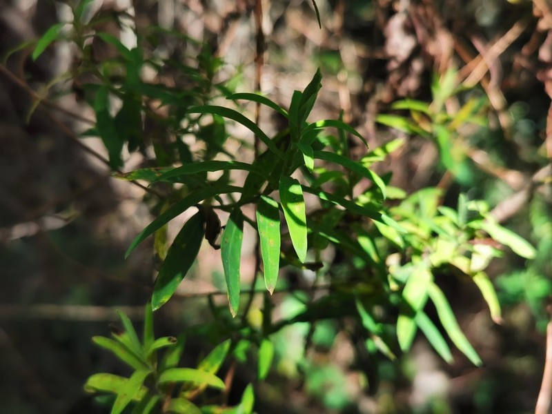 Hypericum lanceolatum photo 8