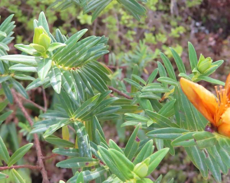 Hypericum lanceolatum subsp. angustifolium