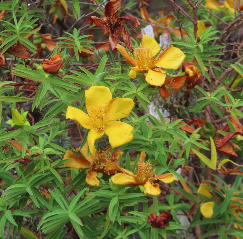 Hypericum lanceolatum subsp. angustifolium photo 2