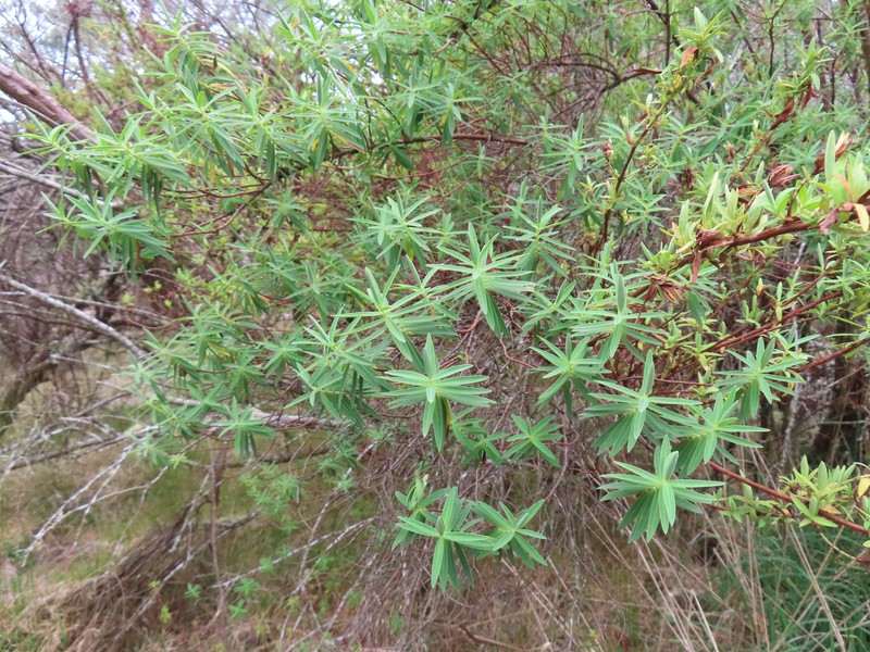 Hypericum lanceolatum subsp. angustifolium photo 3
