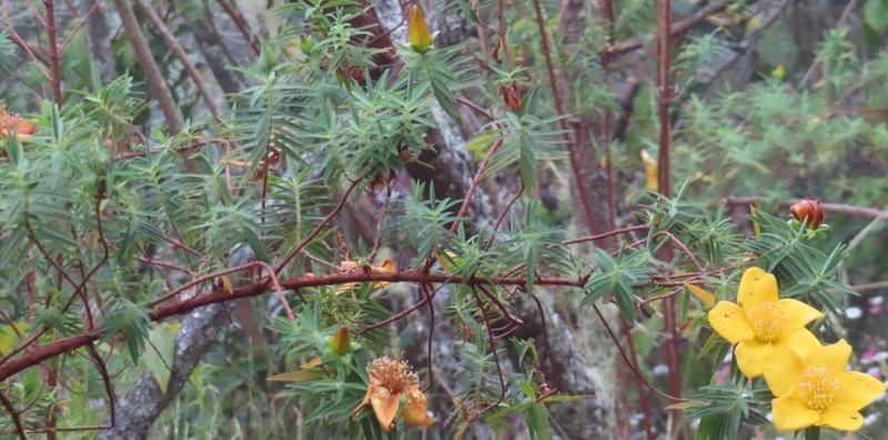 Hypericum lanceolatum subsp. angustifolium photo 4