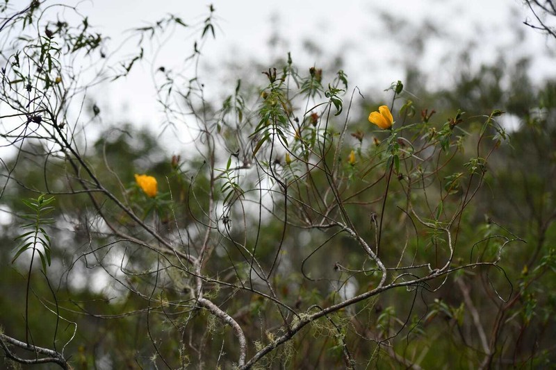 Hypericum lanceolatum subsp. angustifolium photo 5