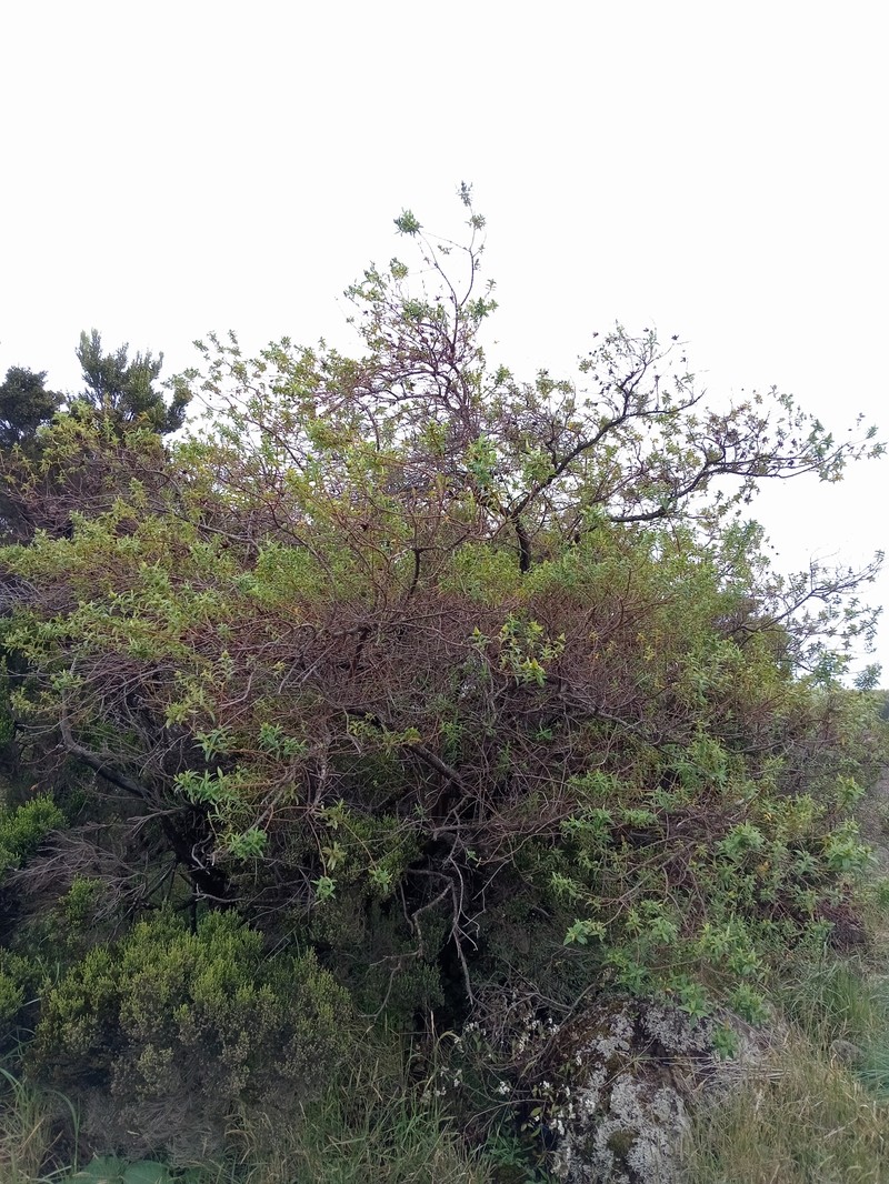 Hypericum lanceolatum subsp. angustifolium photo 6