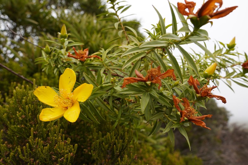 Hypericum lanceolatum subsp. angustifolium photo 7