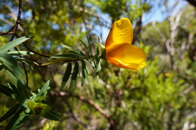 Hypericum lanceolatum subsp. angustifolium photo 8