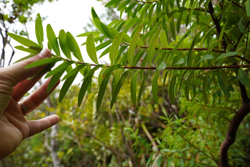 Hypericum lanceolatum subsp. lanceolatum photo 2