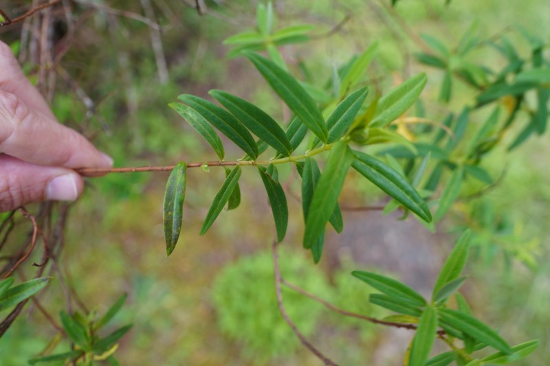 Hypericum lanceolatum subsp. lanceolatum photo 3