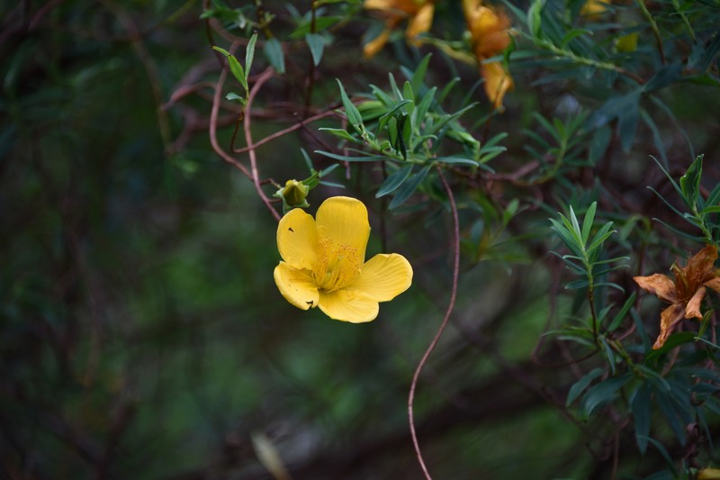Hypericum lanceolatum subsp. lanceolatum photo 4